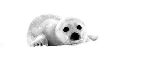 Байкальская нерпа - фото и картинки: 68 штук