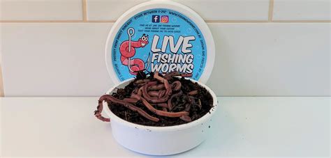 bait fishing worms european nightcrawlers  troppo fish