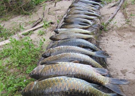 Wacana Nasib Ikan Tengas Di Malaysia Umpan
