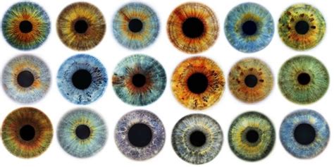 Image result for eye | Rare eye colors, Rare eyes, Eye color chart