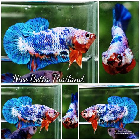 Betta Fish Fancy Blue Marble Hmpk