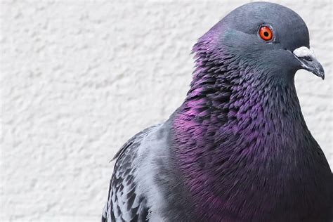 India Frees Pigeon Accused Of Spying For China The Frontier Post