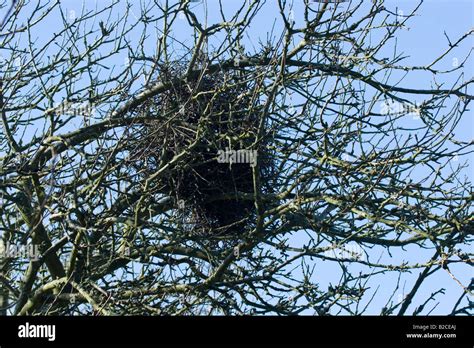 magpie nest  treethorn twigshorizontal format  magpie nest