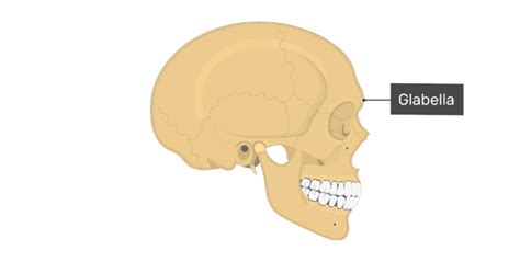 The Skull Bones Lateral View Getbodysmart