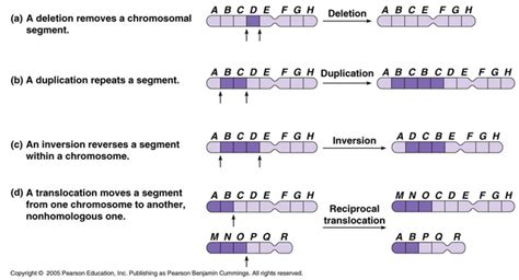 Mutations Ap Bio Dna Review