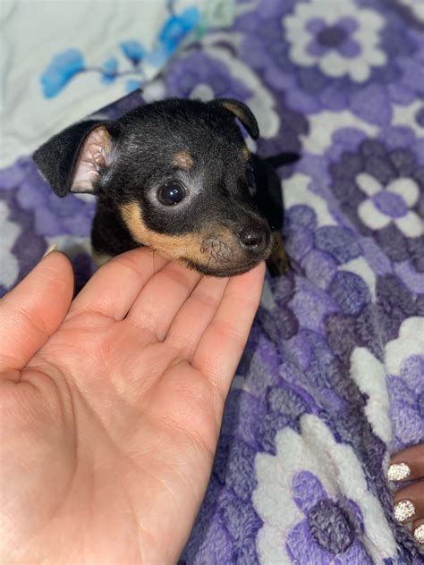 Продам мини той терьеров мальчика и девочку