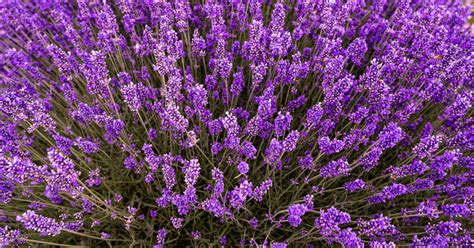 How To Revive A Dying Lavender Plant The Garden Magazine