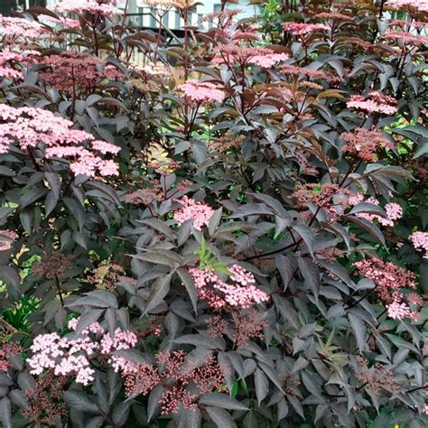 Купить Бузина чёрная Блэк Бьюти недорого по цене 431руб.|Garden-zoo.ru