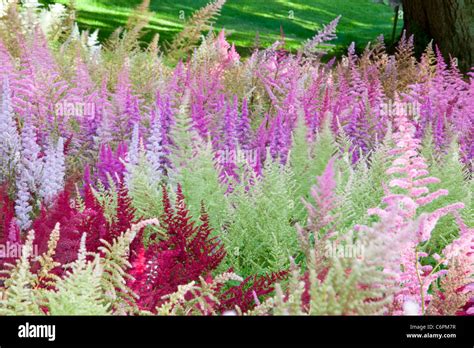 The National Collection Of Astilbes At Holehird Gardens In Windermere