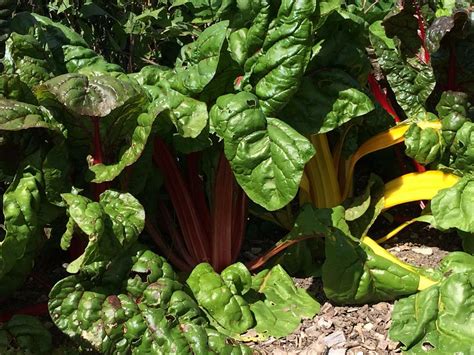 Swiss Chard Rainbow Mix Premier Seeds Direct