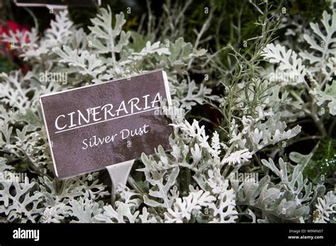 Silver leaf daisy hi-res stock photography and images - Alamy