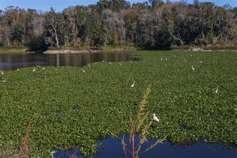 La Chua Trail The Real Gatorland Florida Wildlife Corridor Foundation