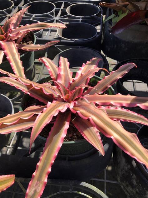 Cryptanthus Bivittatus Pink Starlite Starfish Plant Earth Star