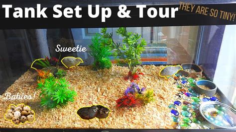 Button Quail Cage/Tank Set Up & Cage Tour! - YouTube