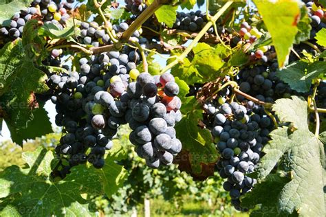 Red wine grapes 22273866 Stock Photo at Vecteezy