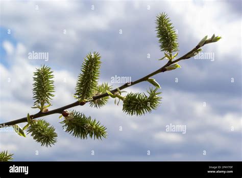 Flowering Pussy Willow Salix Caprea Female Specimens On A Background Of Charming Blue Sky