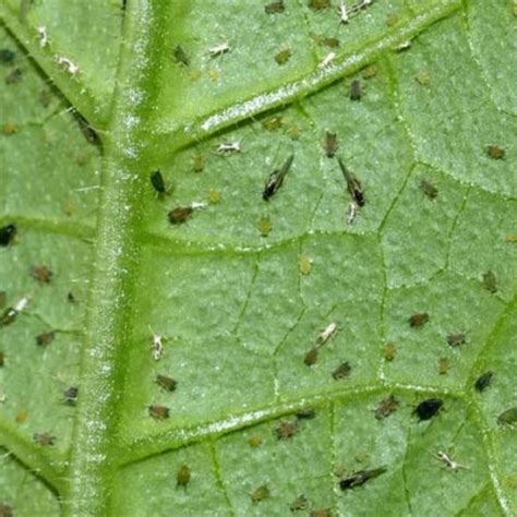 Трипсы На Комнатных Растениях Фото Как Бороться – Telegraph