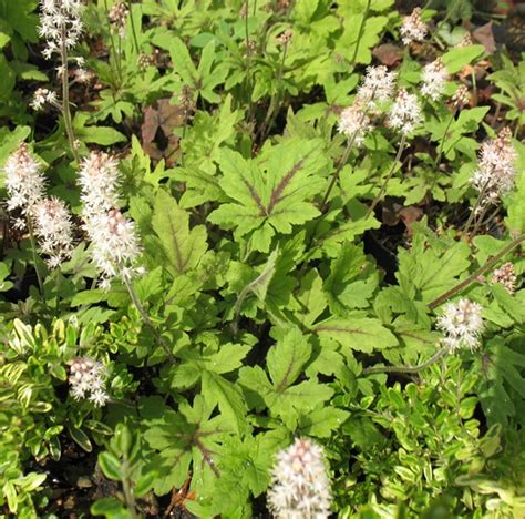 Купить Тиарелла 'Ninja' - Новий Сад