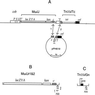 Model of the interwound supercoiled bacterial chromosome. (A) Possible ... 
