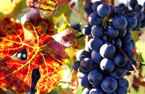 Winehippie Nebbiolo The Bastard Grape