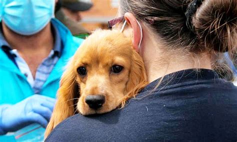 Ley De Protección Animal Está Rezagada En Su Cumplimiento Periódico