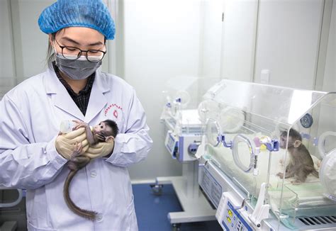 Chinese Scientists Successfully Clone Monkeys In Shanghai Thats Shanghai