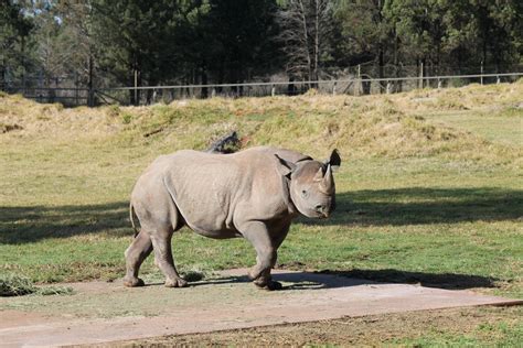 Black Rhino Zoochat