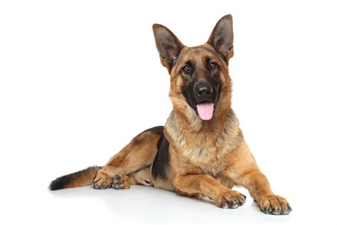 German Shepherd Ts 14 Pawsome Presents For Gsd Lovers
