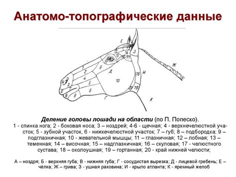 Топографическая анатомия и операции в области головы у животных ...