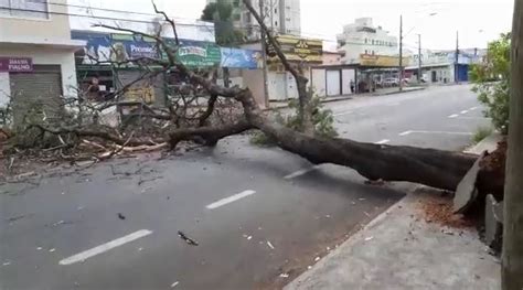 Árvore de grande porte cai e interdita completamente a Avenida Dr