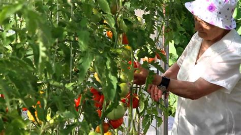 О теплицах Воля - YouTube