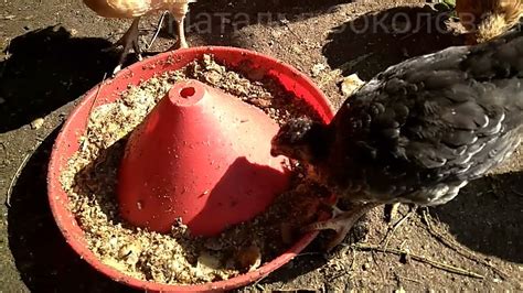 МЕШАНКА ДЛЯ ЦЫПЛЯТ/Чем кормить цыплят/КАК кормить ЦЫПЛЯТ, чтоб росли ...