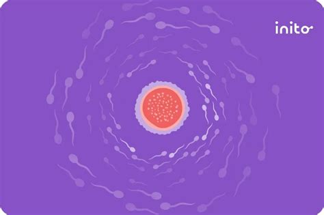 Is It Bad To Have Sex Twice A Day During Ovulation Inito