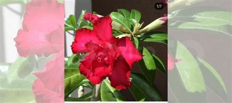 Адениум купить в Казани | Товары для дома и дачи | Авито