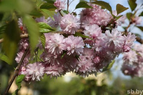 ФОТОФАКТ. В Витебске зацвела сакура