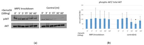 Ijms Free Full Text Semaphorin A Neuropilin Signaling Modulates