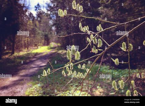 Pussy Willow S Twigs First Signs Of Spring Beautiful Fluffy Willow