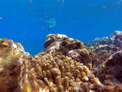 Snorkeling at Cano Island: The 2nd Best Place in Costa Rica