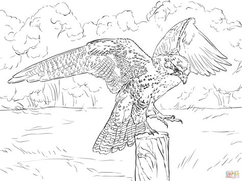 Prairie Falcon Coloring Page Free Printable Coloring Pages