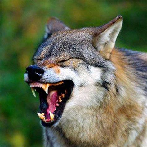 «АУФ сутулый волк смеется» — создано в Шедевруме