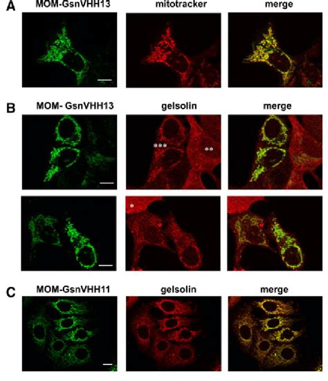 Mitochondrial Outer Membrane Mom Recruitment Assay A Mcf Cells