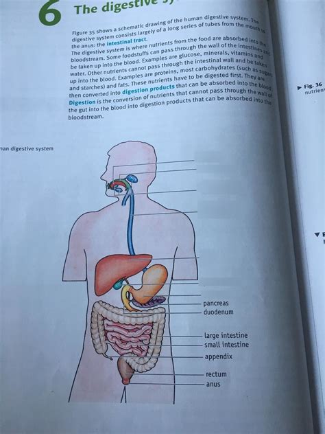 Diagram Bio Digestive System Goede 1 Quizlet