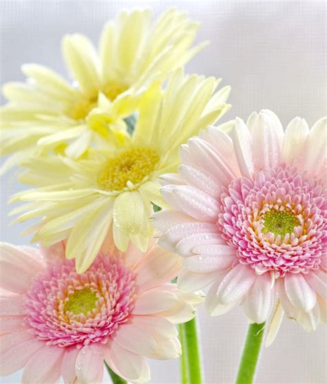 1366x1600 Resolution Gerbera Flowers Bouquet 1366x1600 Resolution