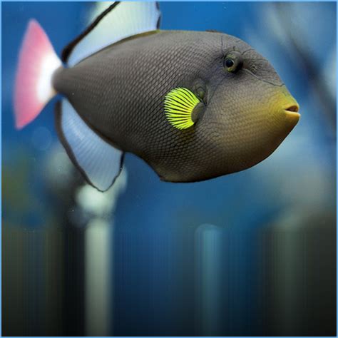 pinktail triggerfish petes aquariums fish