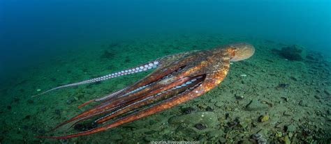 Кальмары Фото Живые В Море — Картинки