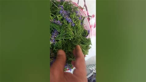 ПОДУШКИ С МОЖЖЕВЕЛЬНИКОМ И ЛАВАНДОЙ ЭТО И ДЛЯ ПОКОЯ И ДЛЯ ЗДОРОВЬЯ ...