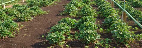 Ижевский плодопитомник - саженцы почтой, агротуризм