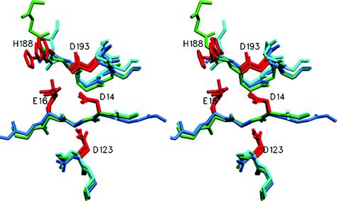 The Human TREX2 3′ → 5′-Exonuclease Structure Suggests a Mechanism for ...