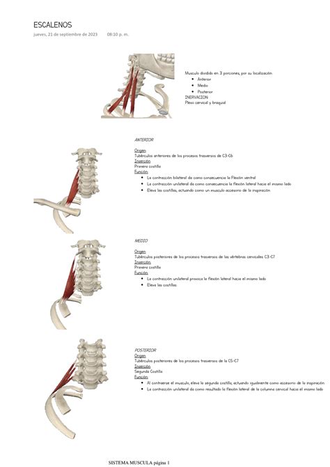 Músculos Escalenos del Cuello Musculo dividido en 3 porciones por su