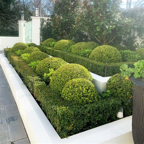 Box Hedge Plants and Borders